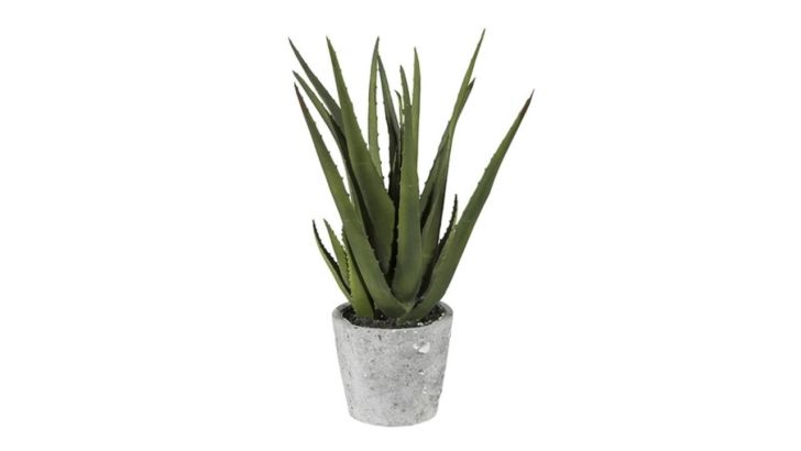Gasper Pflanze Aloe